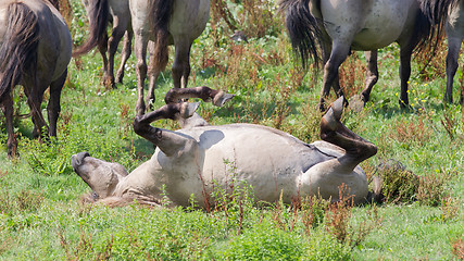 Image showing Happy Konik horse