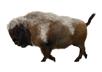 Image showing American Bison