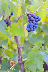 Image showing Single bunch of grapes 