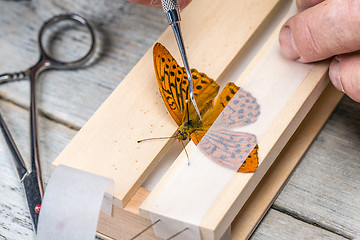 Image showing Man spreading butterfly wings