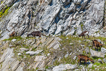 Image showing Herd of goats 