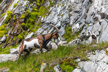 Image showing Alps goat