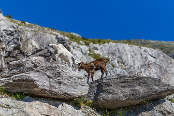 Image showing Two young goats play fight