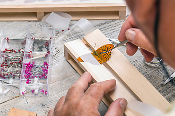 Image showing Pinning wild butterflies