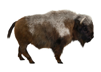 Image showing American Bison