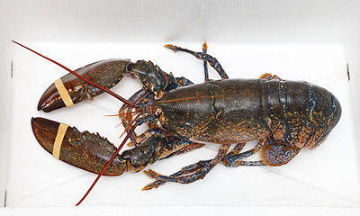 Image showing Live Lobster