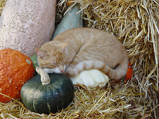 Image showing cat on pumpkins