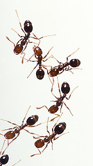 Image showing Fire Ants
