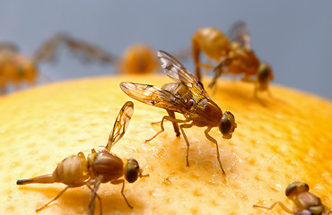 Image showing Fruit Flies