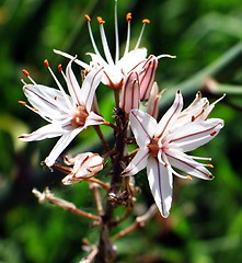 Image showing Asphodel flowers