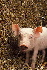 Image showing Cute Piglet