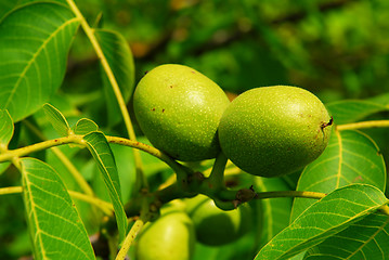 Image showing Walnuts on a tree