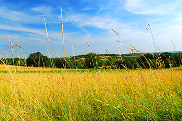 Image showing Country meadow landscape