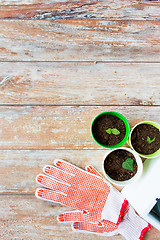 Image showing close up of seedlings and garden gloves