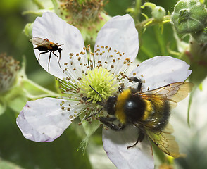 Image showing Bee anf Fly