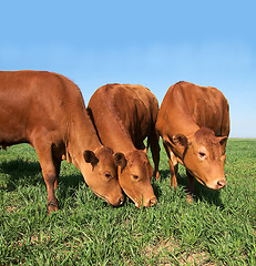 Image showing Cattle grazing