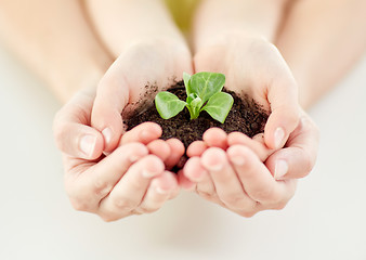 Image showing close up of child and parent hands holding sprout