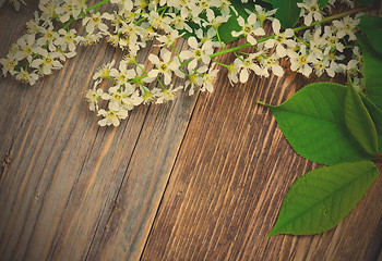 Image showing blossom bird cherry with green leaves