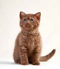 Image showing portrait of british short hair kitten