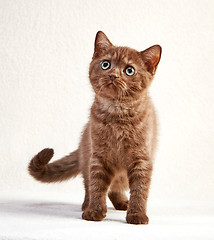 Image showing portrait of british short hair kitten