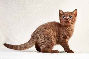 Image showing portrait of british short hair kitten