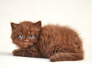 Image showing brown kitten