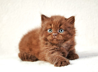 Image showing brown british long hair kitten