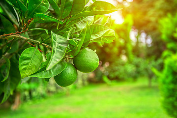 Image showing Lime tree