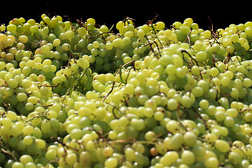 Image showing white grapes background