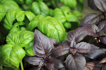 Image showing basil leaves background