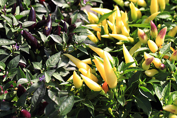 Image showing chilli plant