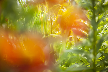 Image showing Abstract beautiful gentle spring flower background.  Closeup with soft focus. Sweet color