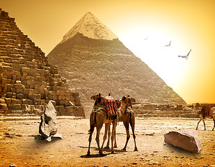 Image showing Camels and pyramids