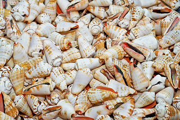 Image showing Bunch of shells