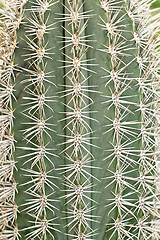 Image showing Cactus big