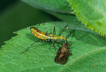 Image showing Death on a leaf