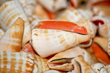 Image showing Small shell