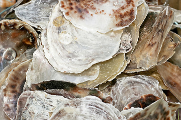 Image showing Oyster shell