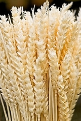 Image showing Wheat