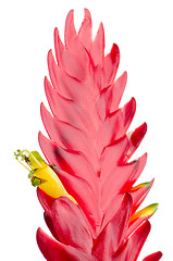 Image showing Bromelia Flower