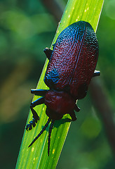 Image showing Huge Beetle