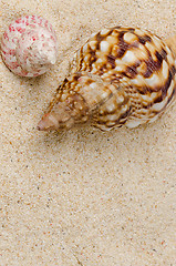 Image showing Sea shell on the shore 