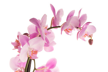 Image showing Beautiful pink orchid