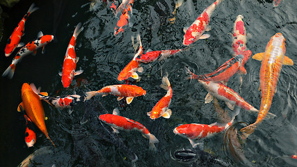 Image showing many carp fishes