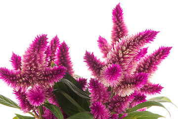 Image showing Cockscomb celosia spicata plant