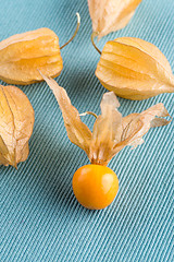 Image showing Physalis fruits