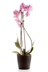 Image showing Beautiful pink orchid in a flowerpot