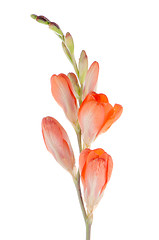 Image showing Orange lilies