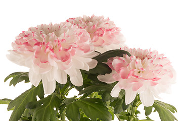 Image showing Beautiful Chrysanthemum flowers 