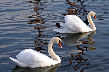 Image showing Pair of swans